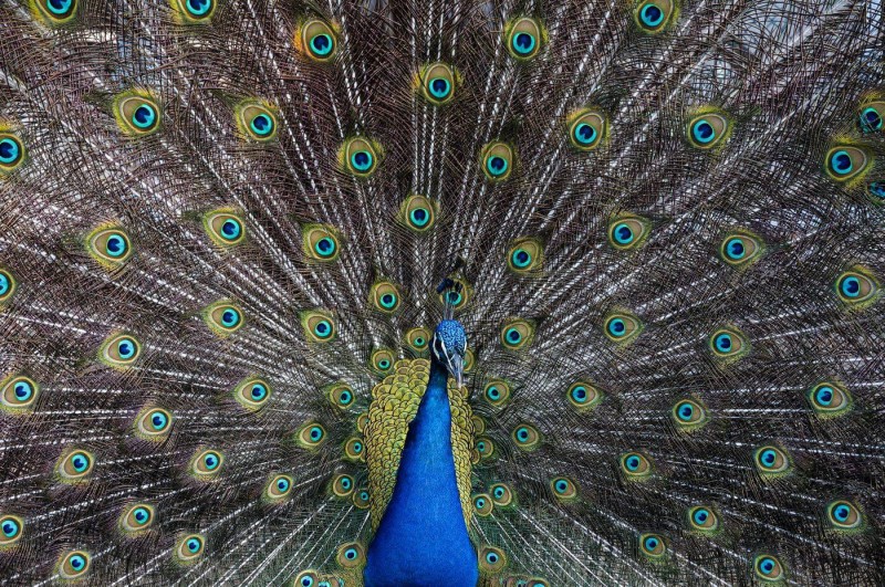 Peacock Plumage