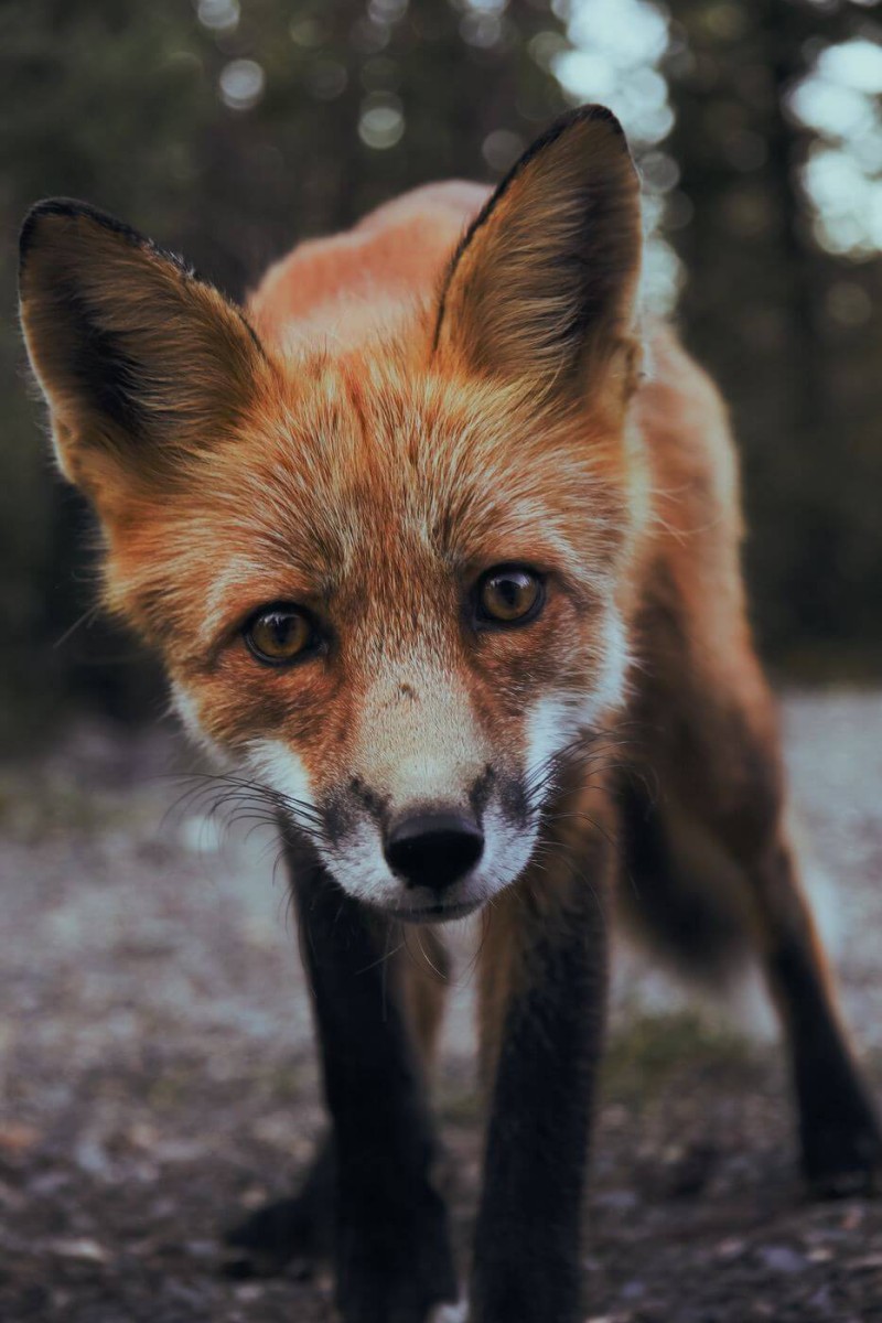 A fox staring at the camera