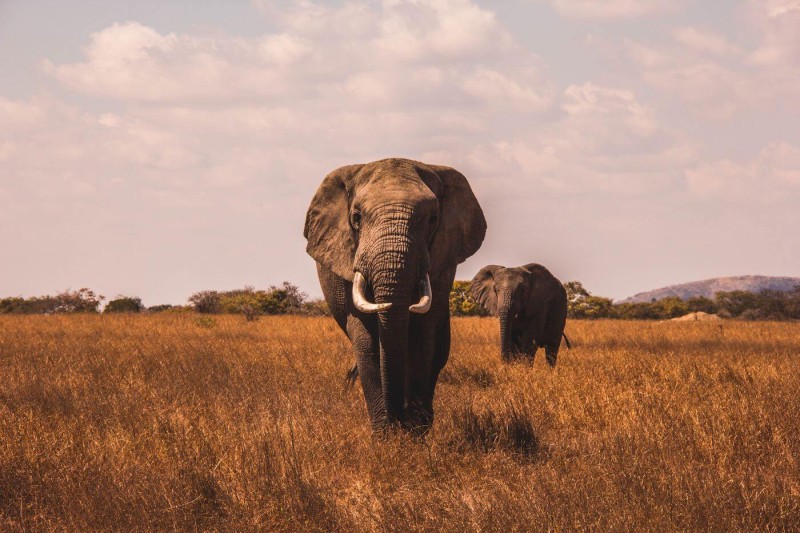 An african elephant walking towards the camera