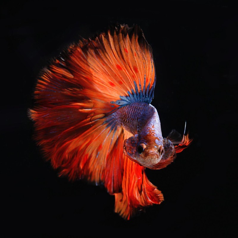 A colorful fish