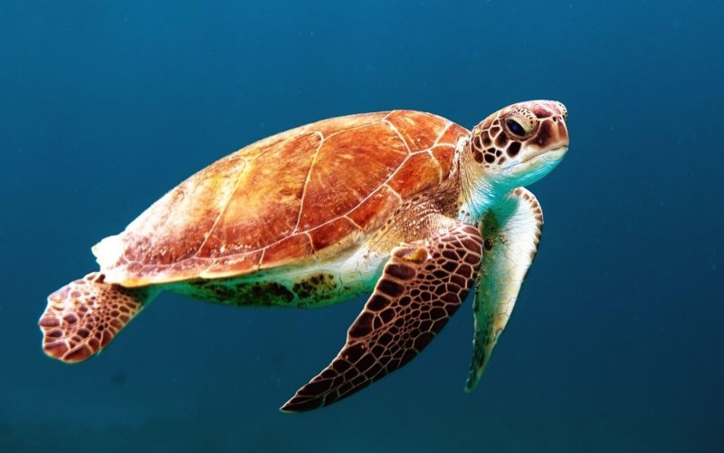 A turtle swimming under water